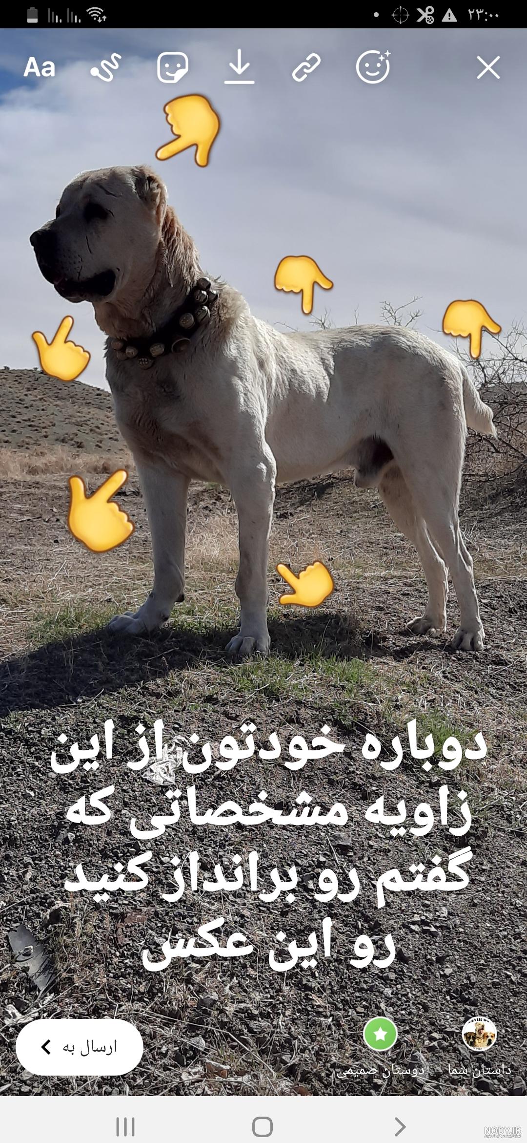 سگ خراسانی یا افغان؛ سگ غول‌پیکری که یک شیر را از پا در می‌آورد ...