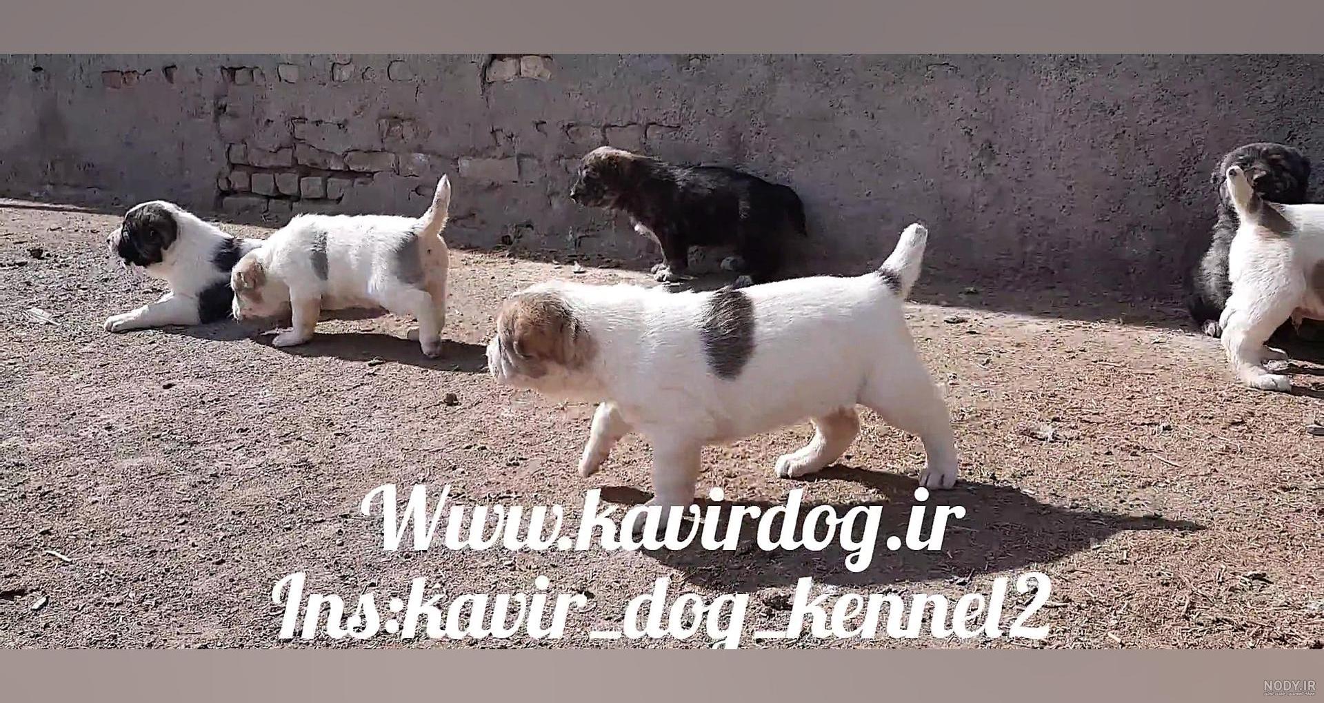 سگ خراسانی‎ (@golden____dogs) • Instagram photos and videos