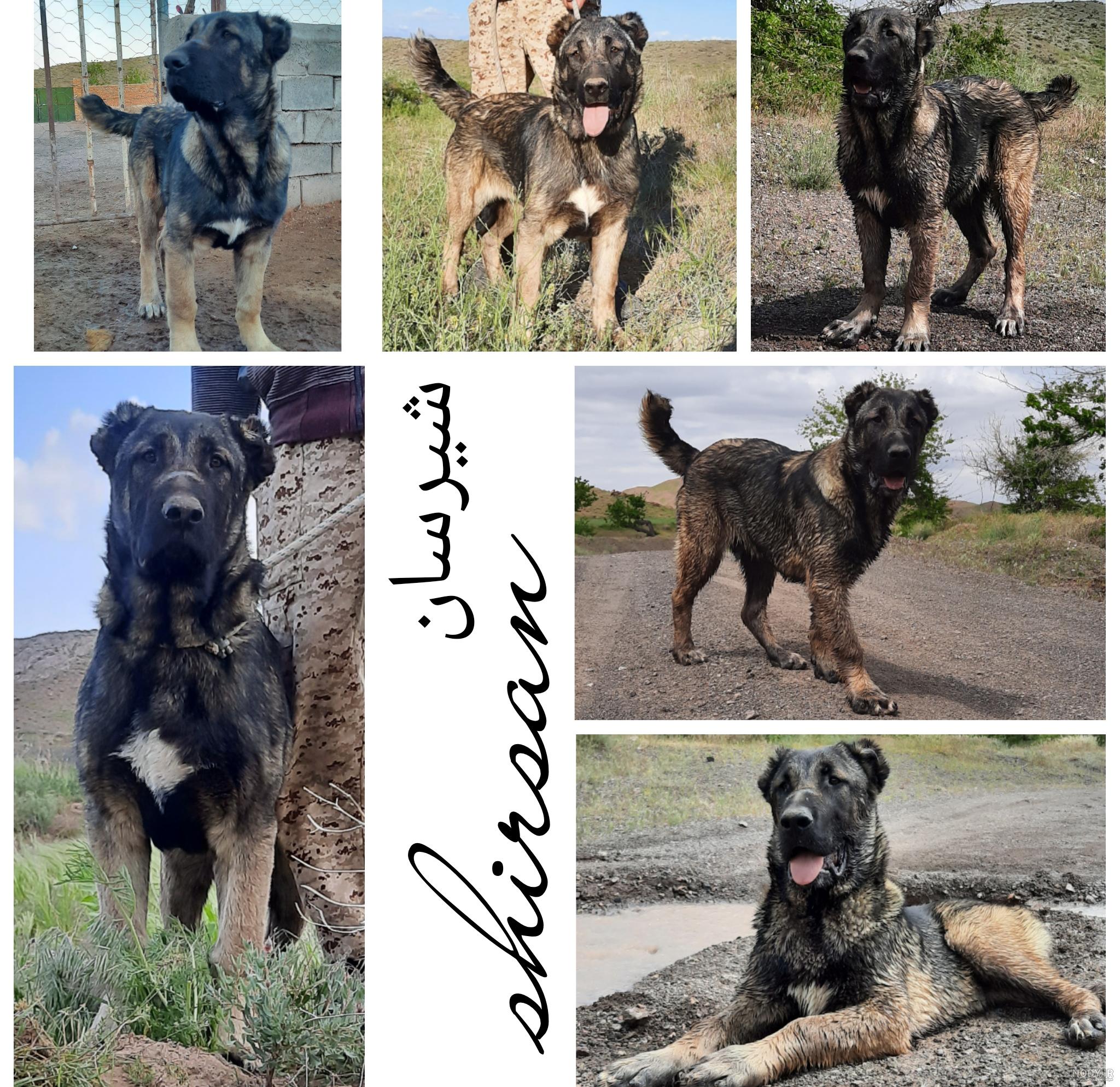 سگ خراسانی‎ (@golden____dogs) • Instagram photos and videos