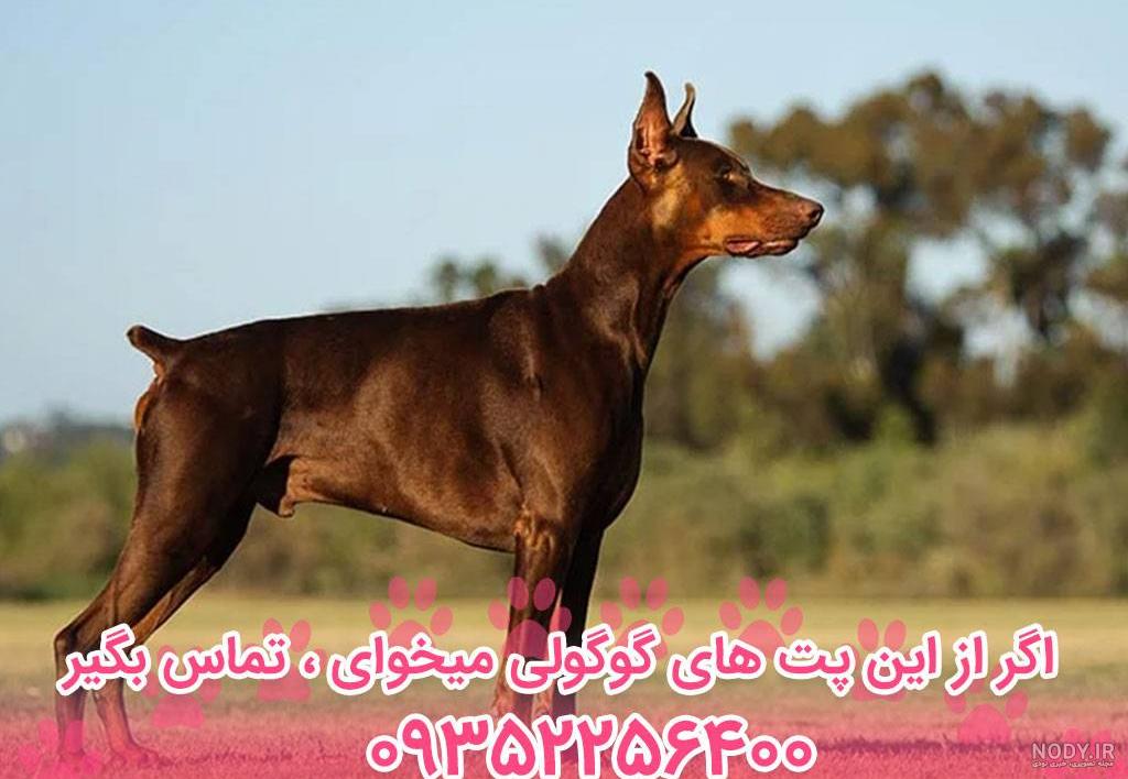 سگ دوبرمن-فروش فوقالعاده توله دوبرمن اصیل
