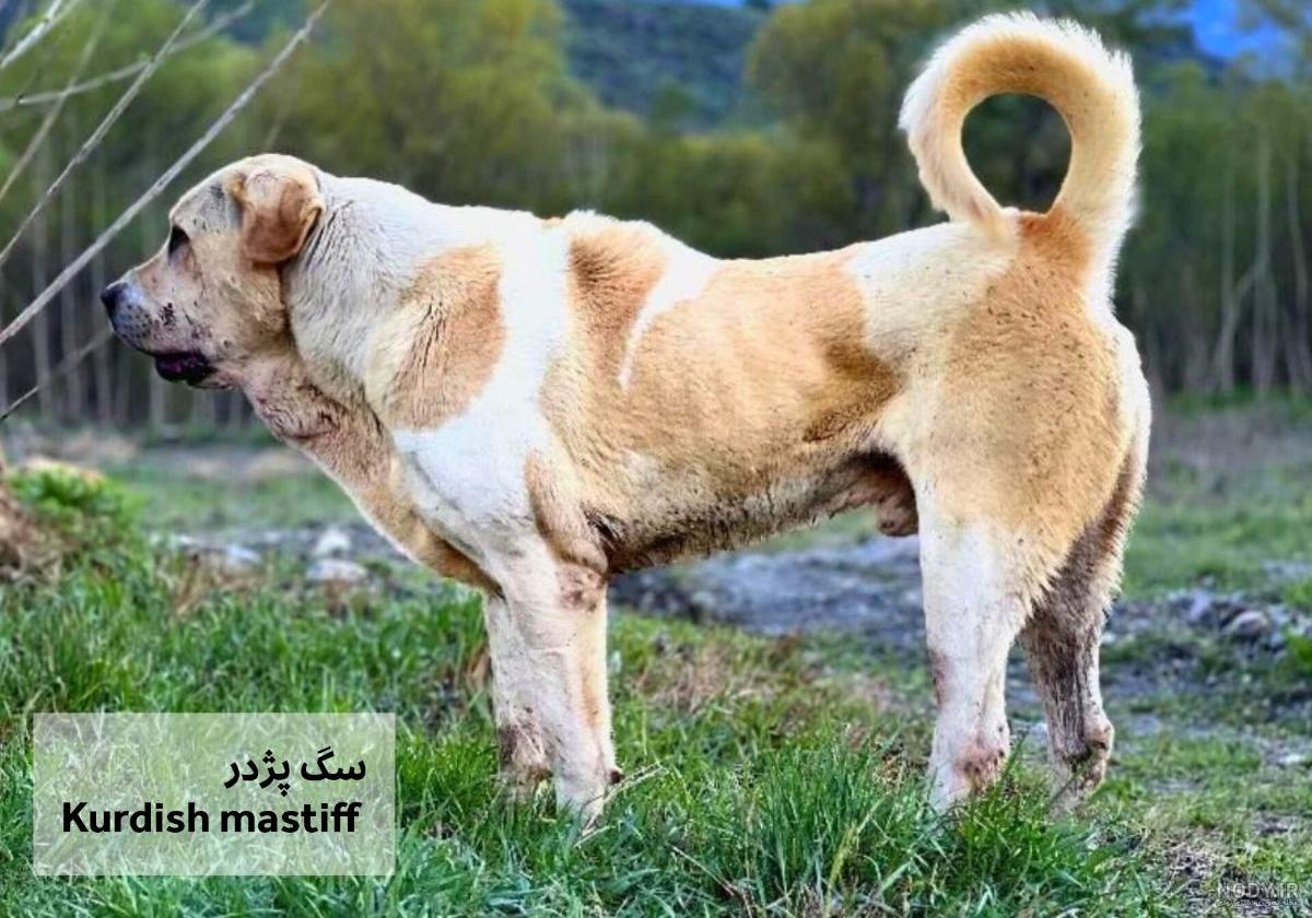 سگ سرابی ایرانی رو چطور بشناسیم؟ - پت پرس سگ سرابی ایرانی رو چطور بشناسیم؟ - پت پرس