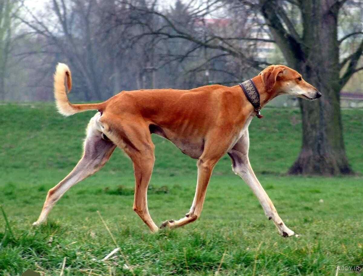 سگ شکاری افغان / Afghan Hound