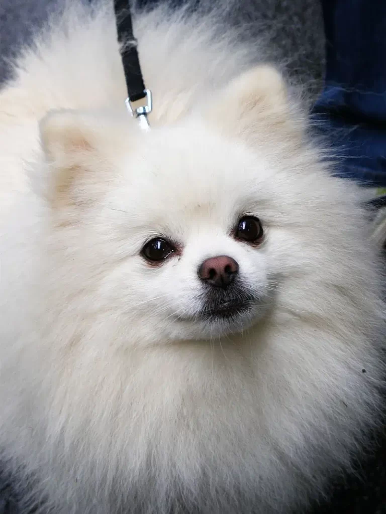 سگ پامرانین ✓ همه چیز که از سگ پامرانین و نگهداری از آن بدانید