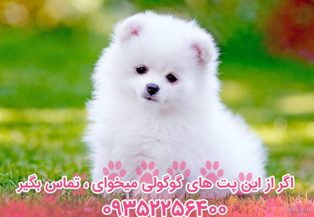 سگ پامرانین اطلاعات کامل نژادی و نگهداری پامرها خصوصیات اخلاقی ...