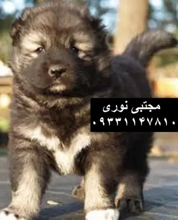 سگ پژدر