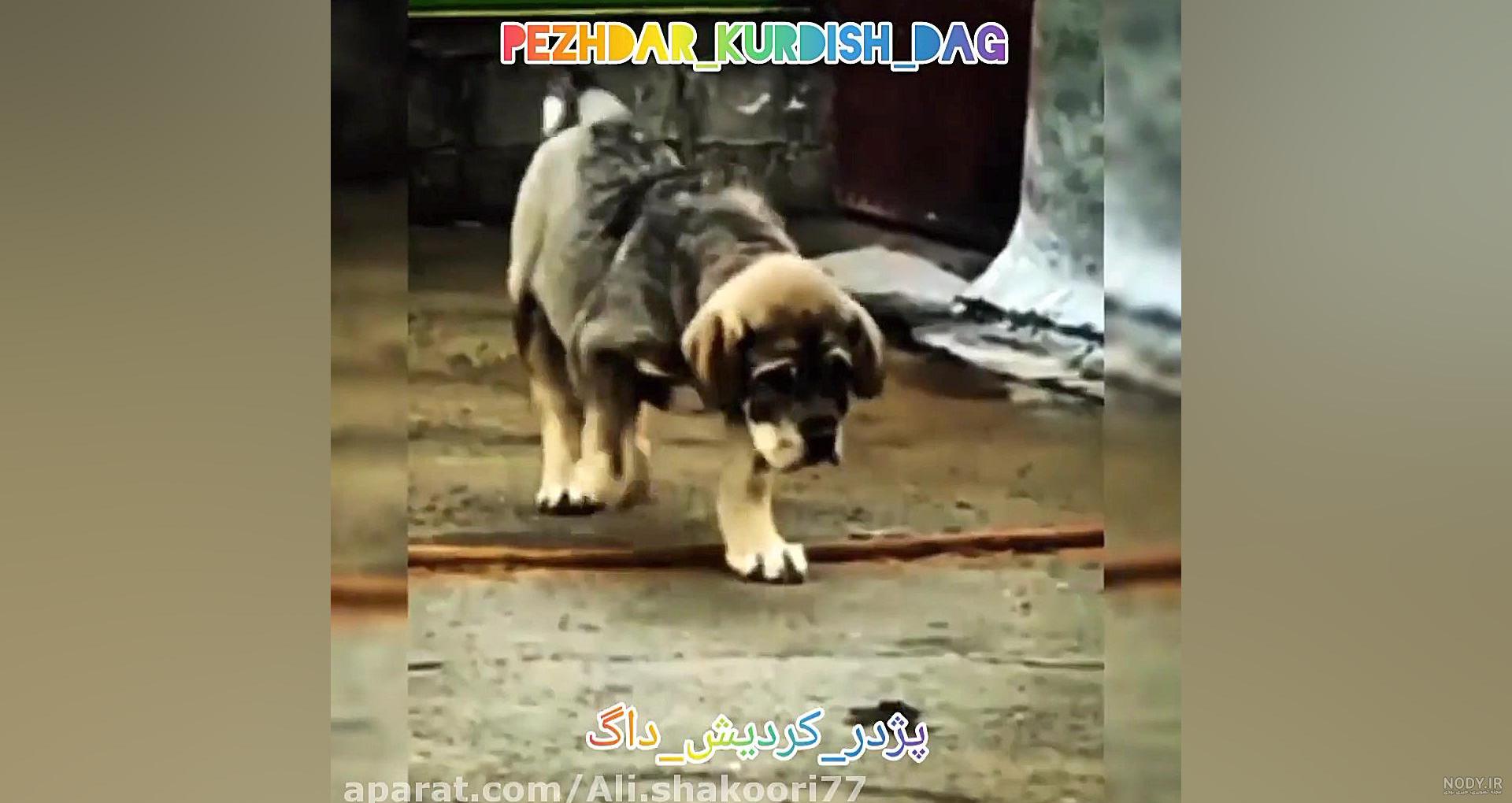 سگ پژدر سگ پژدر