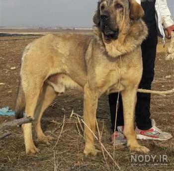 عکس توله سگ پژدر اصیل