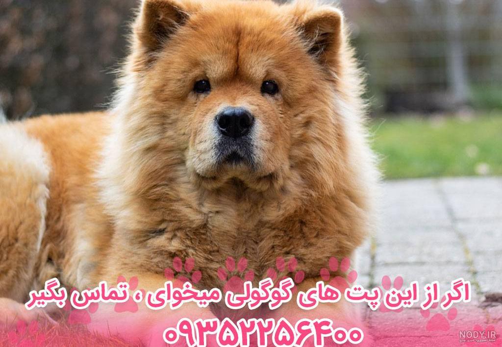 عکس سگ خرسی بزرگ - عکس نودی