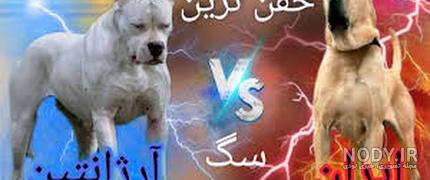 عکس سگهای افغانی (25 تصویر +تاریخچه و نژاد سگهای افغان ... عکس سگهای افغانی (25 تصویر +تاریخچه و نژاد سگهای افغان ...