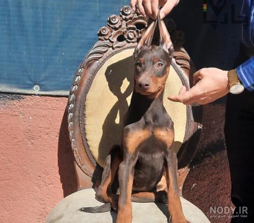 فروش توله سگ دوبرمن - سگ دوبرمن اصیل - Doberman