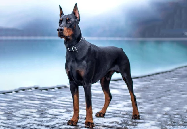 فروش توله سگ دوبرمن – سگ دوبرمن اصیل – Doberman - آگهی‌ 24