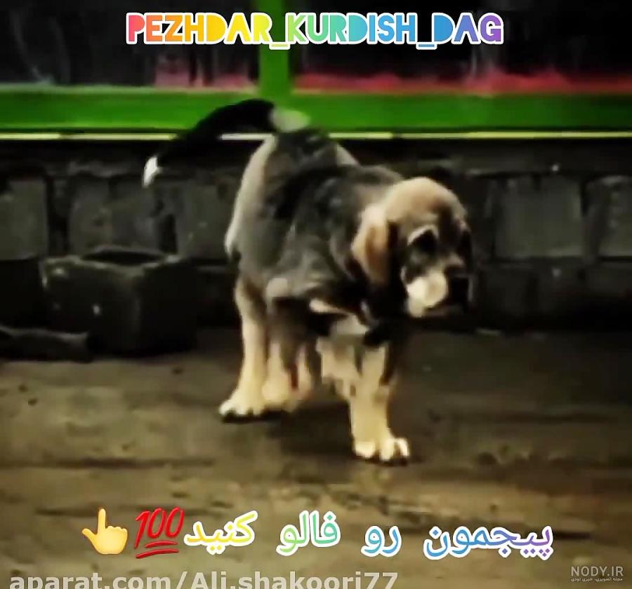 فروش توله سگ پژدر اصیل - خرید سگ نگهبان درشت - مشهد