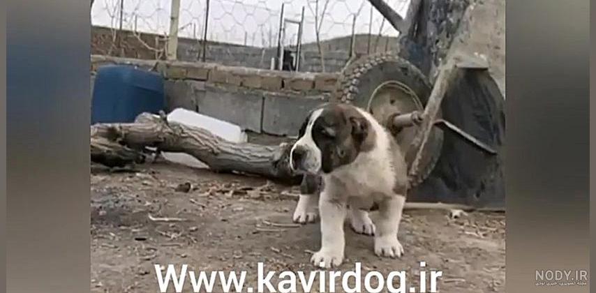 فروش سگ سرابی _پرورش سگ‌های گارد و نگهبان