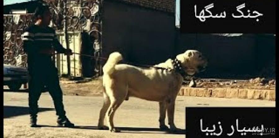 فیلم | سگ سرابی یا سگ جنگی افغان : چرا سگ سرابی بهتر از سگ های دیگست؟ فیلم | سگ سرابی یا سگ جنگی افغان : چرا سگ سرابی بهتر از سگ های دیگست؟