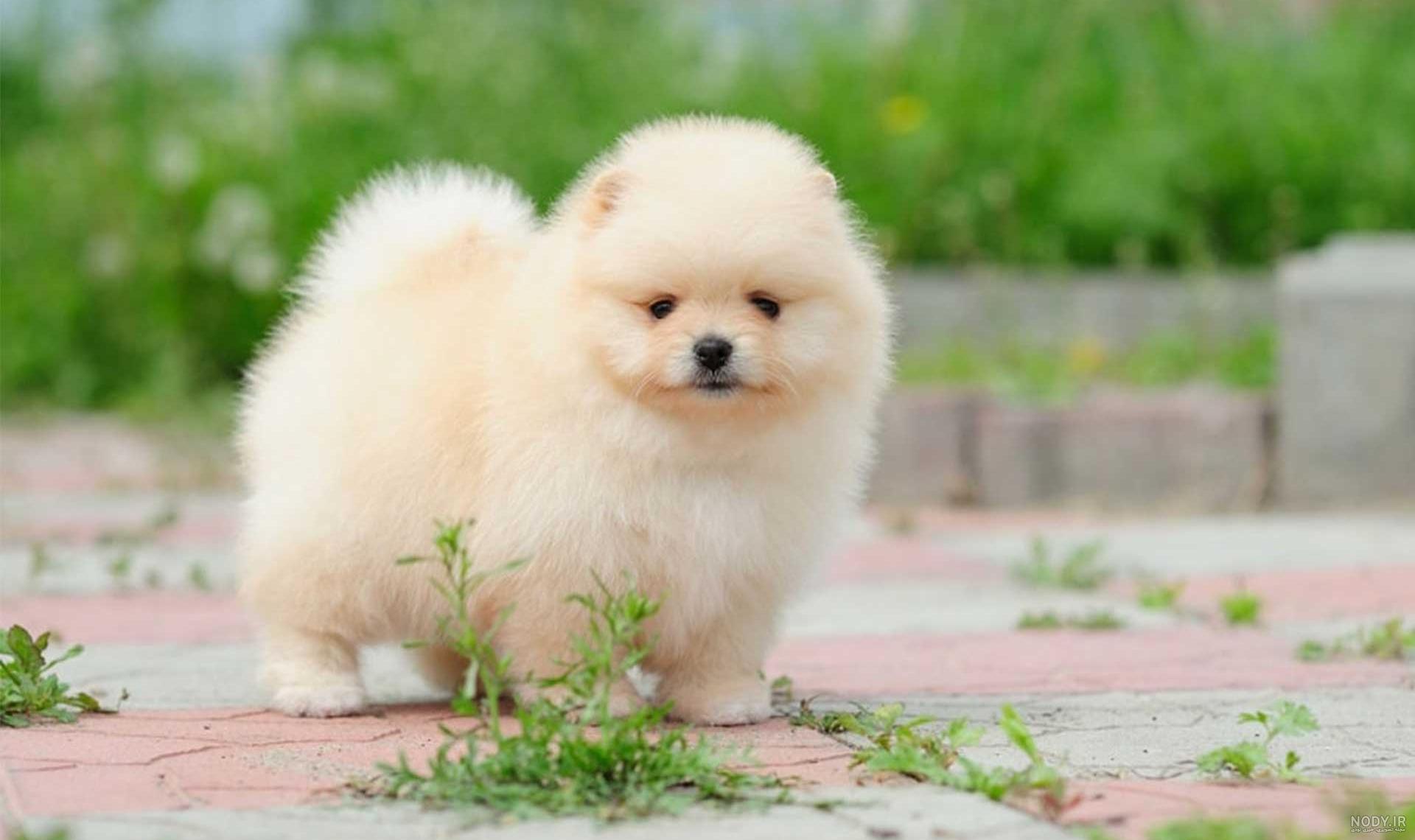 قیمت و خرید سگ پامرانین خرسی و روباهی Pomeranian