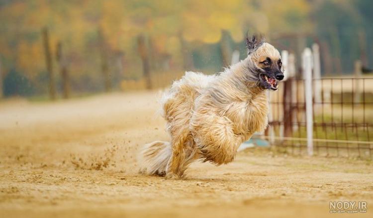 مشخصات کامل، قیمت و خرید نژاد سگ افغان هاند (Afghan Hound) | پت راید