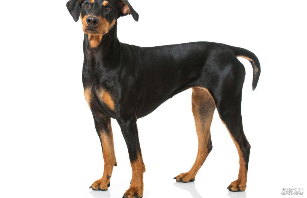 مشخصات کامل، قیمت و خرید نژاد سگ دوبرمن پینچر (Doberman Pinscher ... مشخصات کامل، قیمت و خرید نژاد سگ دوبرمن پینچر (Doberman Pinscher ...