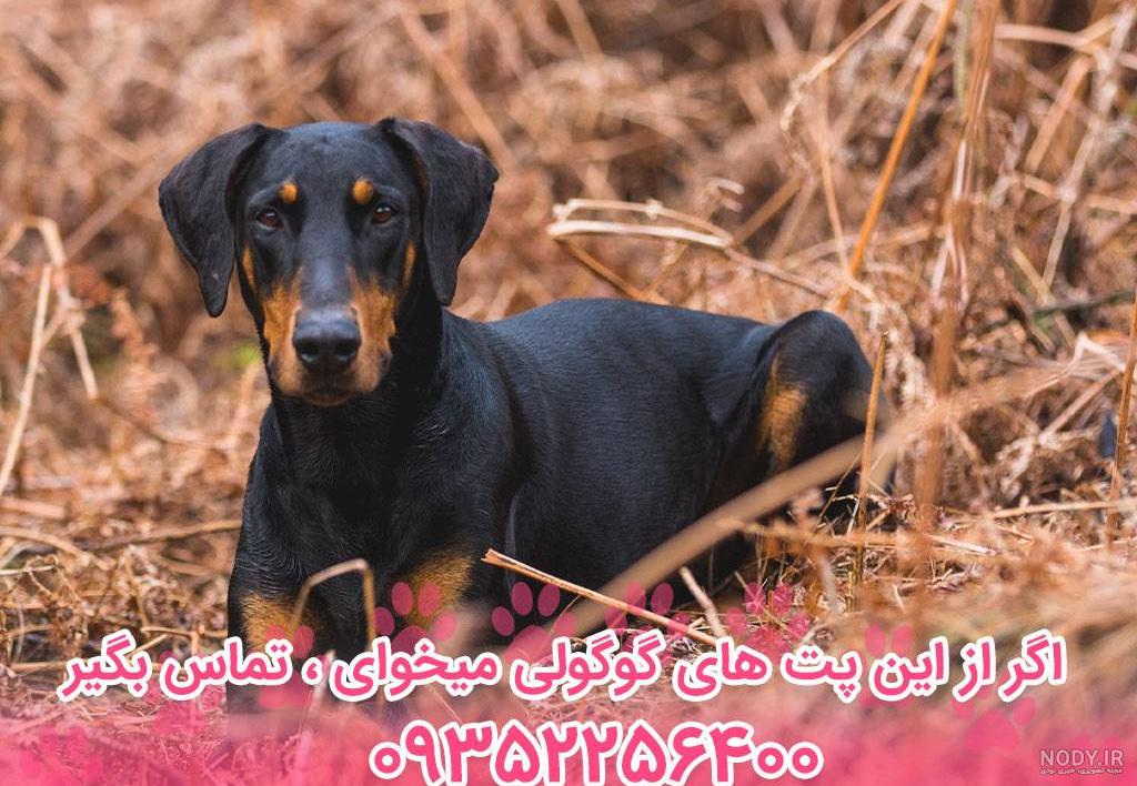 معرفی سگ دوبرمن نژادی اصیل و تیز هوش - بلاپت