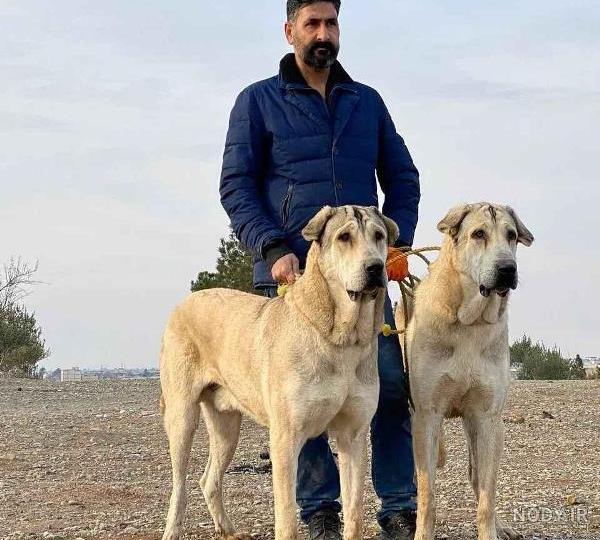 معرفی سگ عراقی و خصوصیات نژادی آن