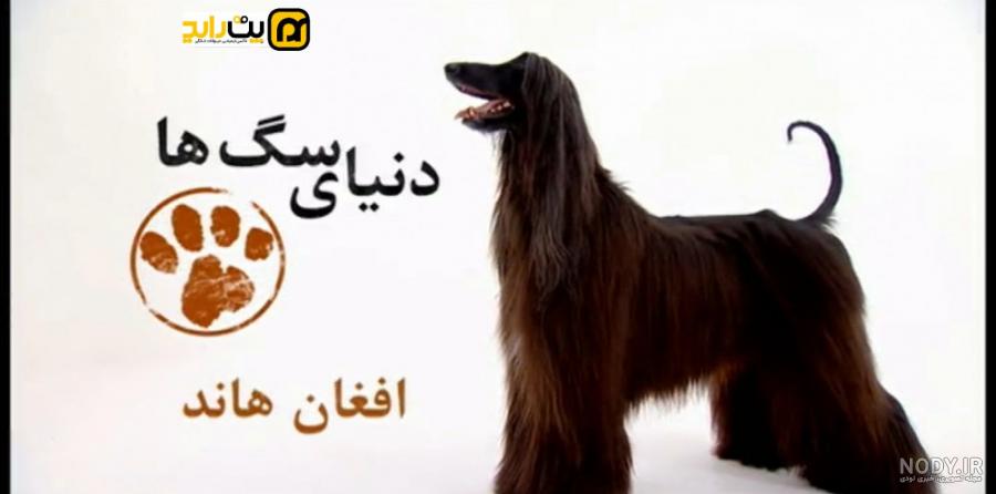 معرفی نژاد سگ تازی افغانی - مجله پتیران