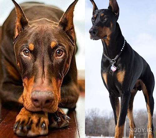 نژاد سگ دوبرمن (Doberman) عکس و ویدیو نژاد سگ دوبرمن (Doberman) عکس و ویدیو