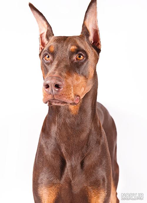 نژاد سگ دوبرمن (Doberman) عکس و ویدیو نژاد سگ دوبرمن (Doberman) عکس و ویدیو