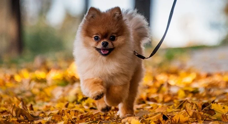 نژاد سگ پامرانین Pomeranian Dog – سایت پامرانین