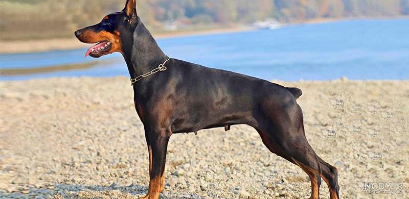 نژاد سگ ژرمن شپرد (German Shepherd Dog) عکس و ویدیو نژاد سگ ژرمن شپرد (German Shepherd Dog) عکس و ویدیو