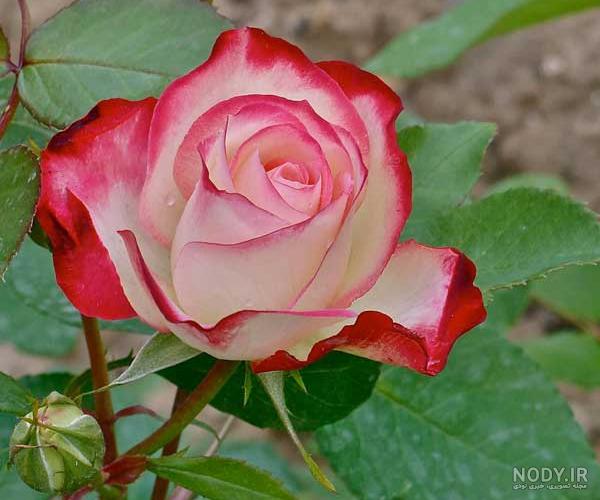 گالری عکس گل رز قرمز؛ عکس هایی جدید و فوق العاده برای پروفایل - ستاره