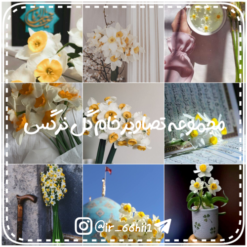 گالری عکس گل نرگس؛ ۳۲ گل زیبا برای پروفایل و بک‌گراند موبایل - ستاره