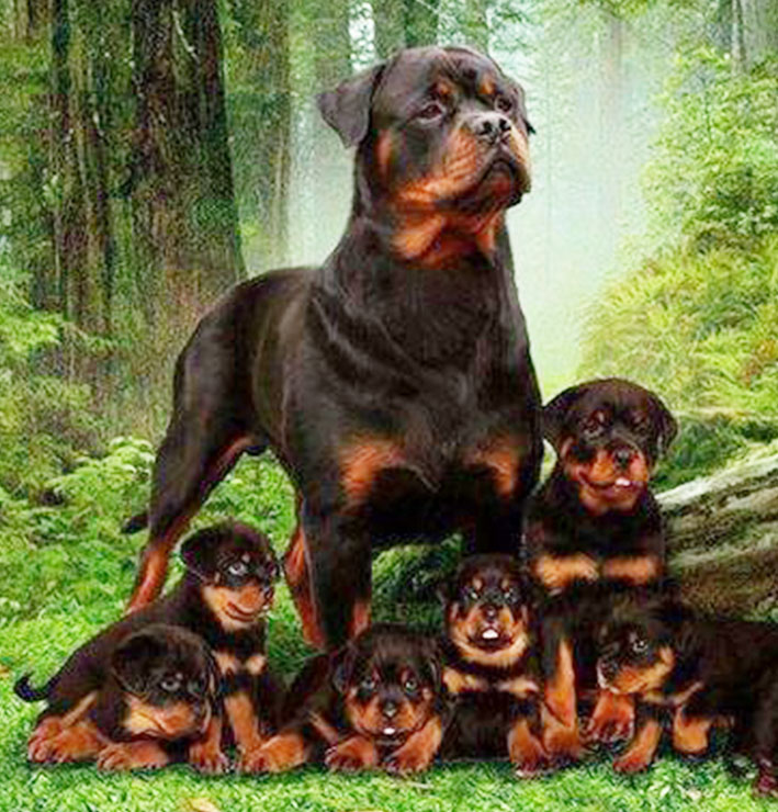 Rottweiler Dog Breed, Rottweiler Lovers, R… Rottweiler Dog Breed, Rottweiler Lovers, R…