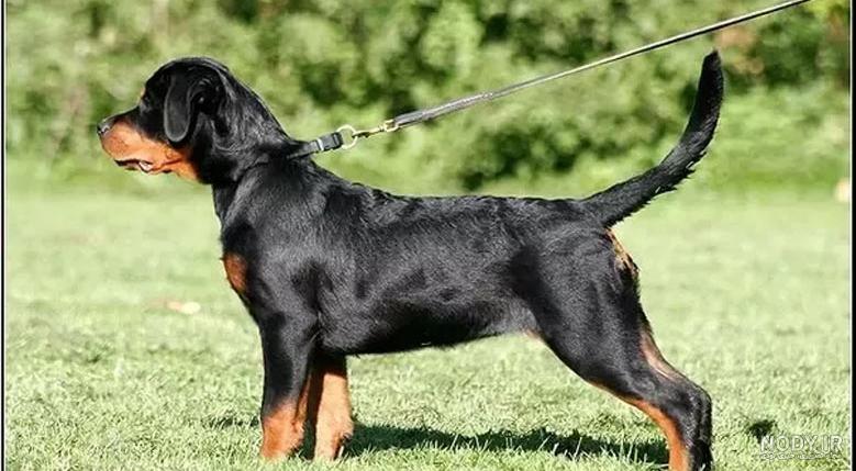 Rottweiler Calendar 2021 - Rottweiler Dog Breed Cal… Rottweiler Calendar 2021 - Rottweiler Dog Breed Cal…