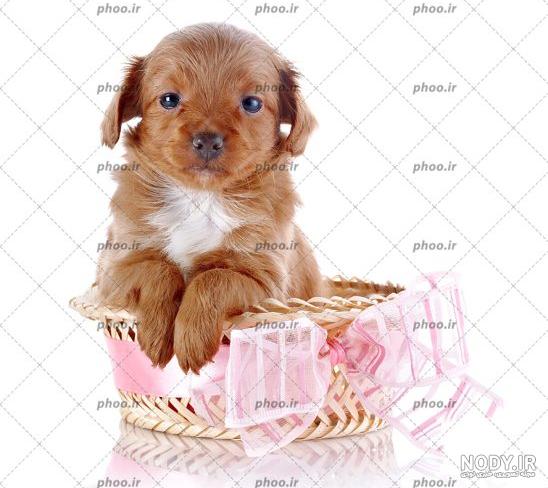 Google Image Result for http://old.wallcoo.net/animal/W… Google Image Result for http://old.wallcoo.net/animal/W…