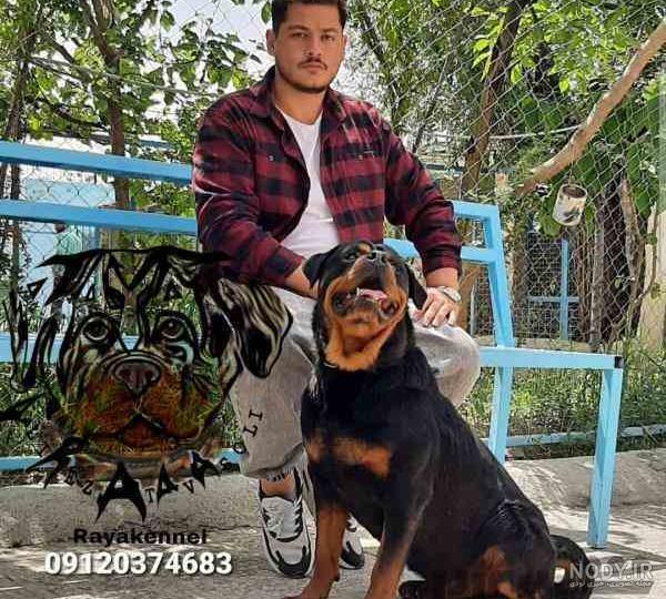 بررسی کامل نژاد روتوایلر اصیل (قیمت، نگهداری، غذا، رفتار و ...