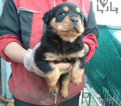 توله های روتوایلر | Animals, Dogs توله های روتوایلر | Animals, Dogs