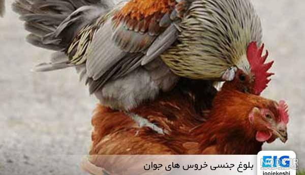 خروس لاری افغان؛ هرکول خروس‌ها و هیولای جنگی بی‌رحمی که در جهان رقیب ندارد