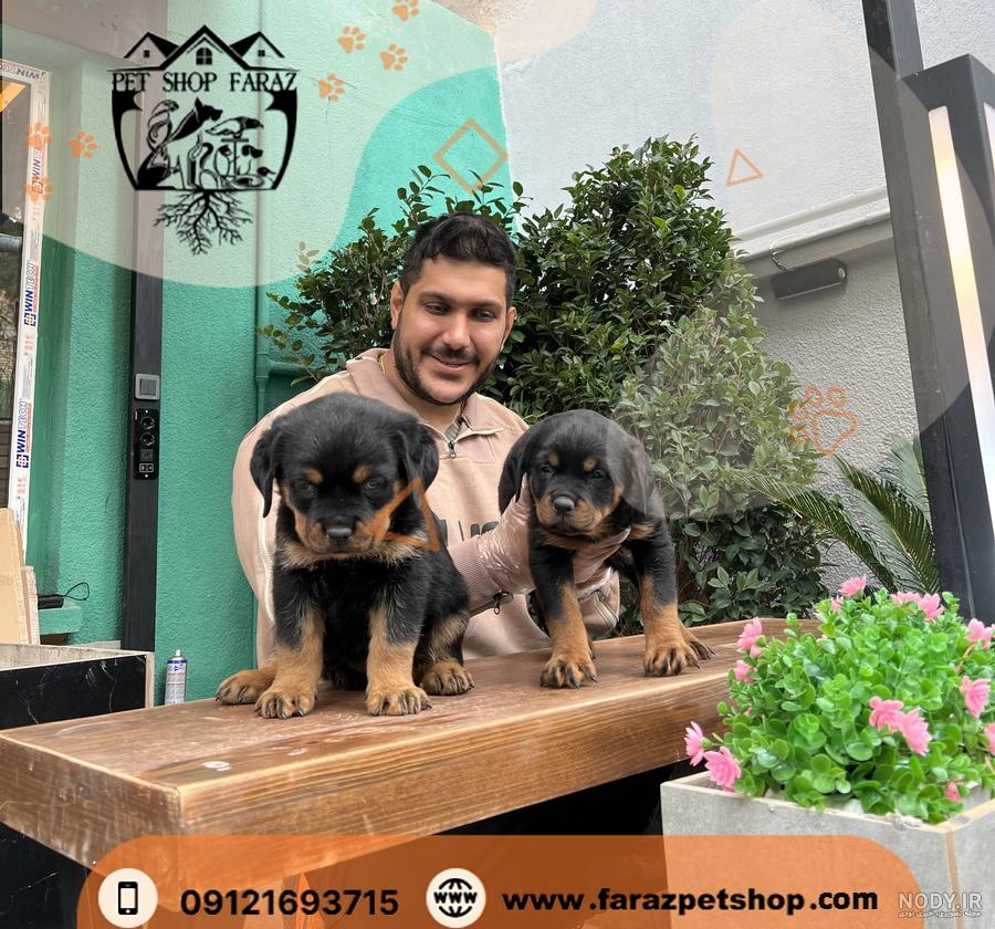 خرید فروش سگ روتوایلر پوزه دلقکی ، فروش توله سگ روتوایلر اصیل خرید فروش سگ روتوایلر پوزه دلقکی ، فروش توله سگ روتوایلر اصیل