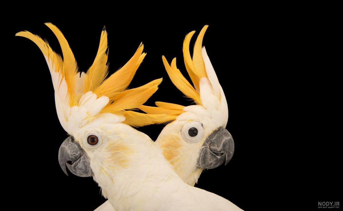 دم سرخ » دم سرخ سیاه (Phoenicurus ochruros) » گالری » سایت تخصصی پرنده نگری در ایران - IBW دم سرخ » دم سرخ سیاه (Phoenicurus ochruros) » گالری » سایت تخصصی پرنده نگری در ایران - IBW