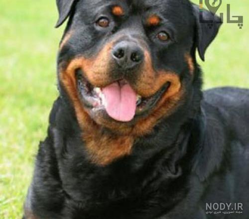 سگ روتوایلر | Rottweiler puppies, Dog breed… سگ روتوایلر | Rottweiler puppies, Dog breed…