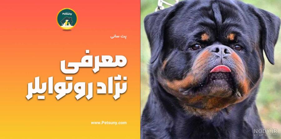 سگ روتوایلر اصیل (سگ گارد)
