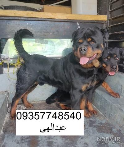 سگ روتوایلر دلقکی سگ روتوایلر دلقکی
