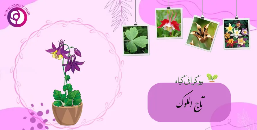 عکس تاج الملوک - عکس نودی