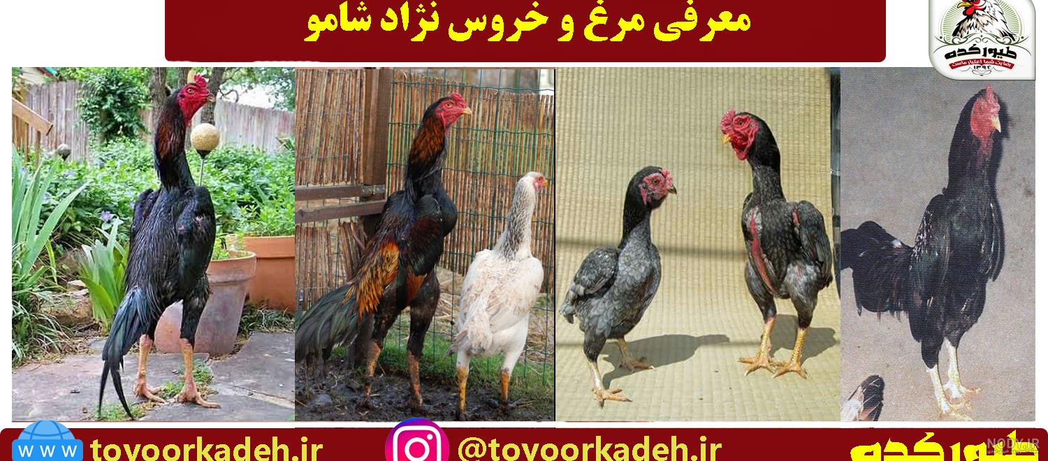 عکس خروس تاج میل