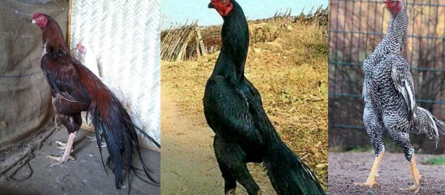 عکس خروس لاری تاج میل