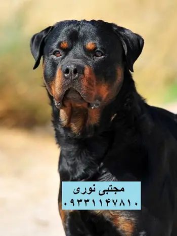 عکس سگ روتوایلر وحشی - عکس نودی عکس سگ روتوایلر وحشی - عکس نودی