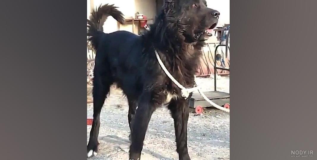 عکس سگ سرابی بزرگ سیاه عکس سگ سرابی بزرگ سیاه