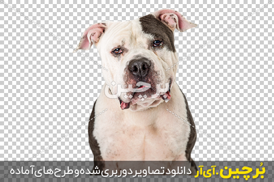 عکس سگ سرابی سفید سیاه