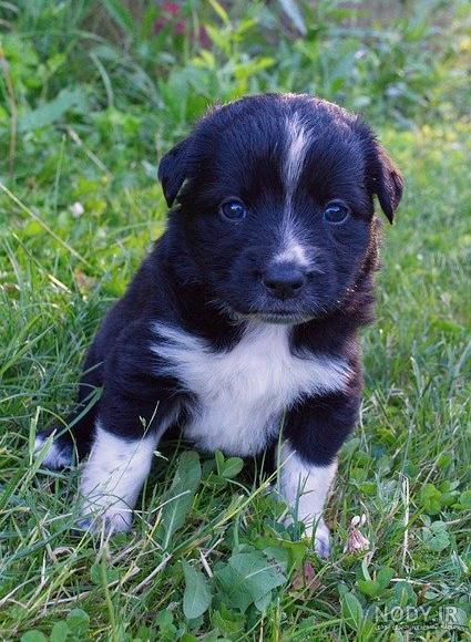 عکس سگ سفید و سیاه