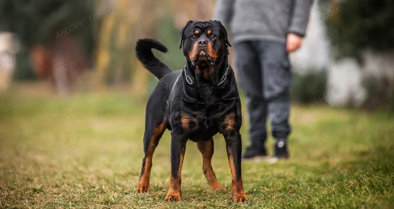 عکس سگ مهربان از نژاد rottweiler روتوایلر با کیفیت عالی