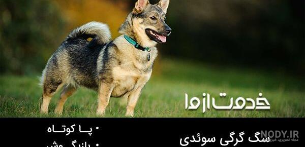 عکس سگ گرگی سیاه و سفید عکس سگ گرگی سیاه و سفید